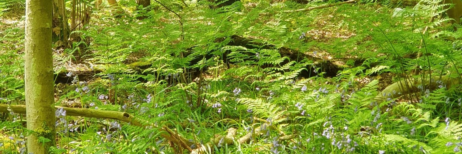 Ceri_turns's profile banner image