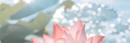 Amiraaoo's profile banner image