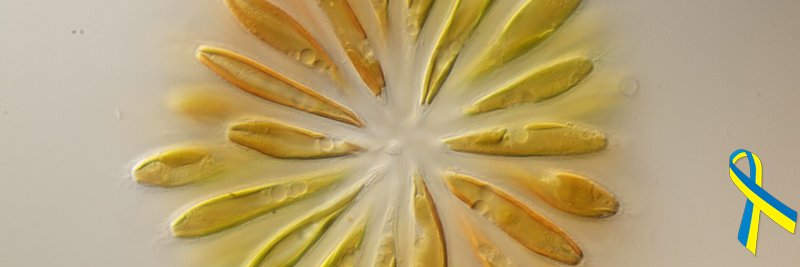 Algal Evolution Lab banner