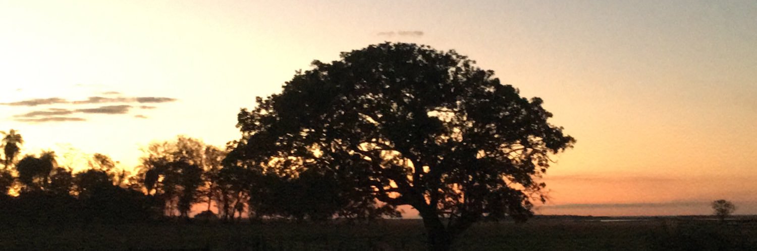 AFigueredoF's profile banner image