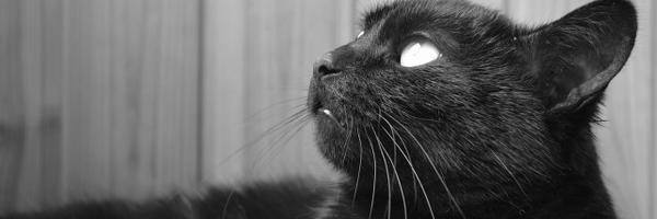 nocomplexity Profile Banner