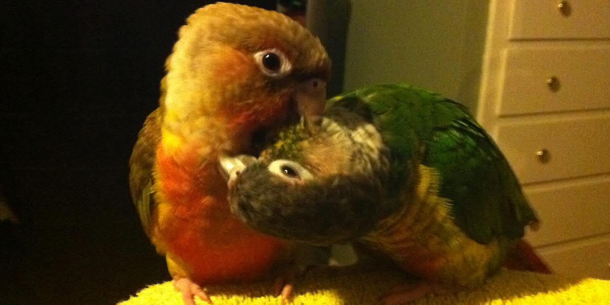 Tiki_Conure's profile banner image