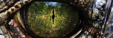 DJshawnzilla🐲 banner