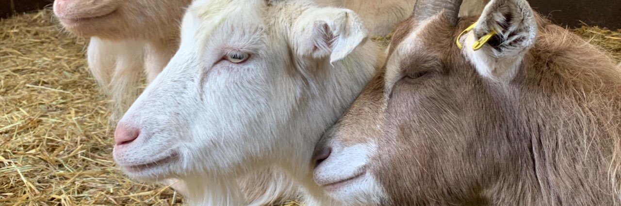 Kentish Town City Farm banner