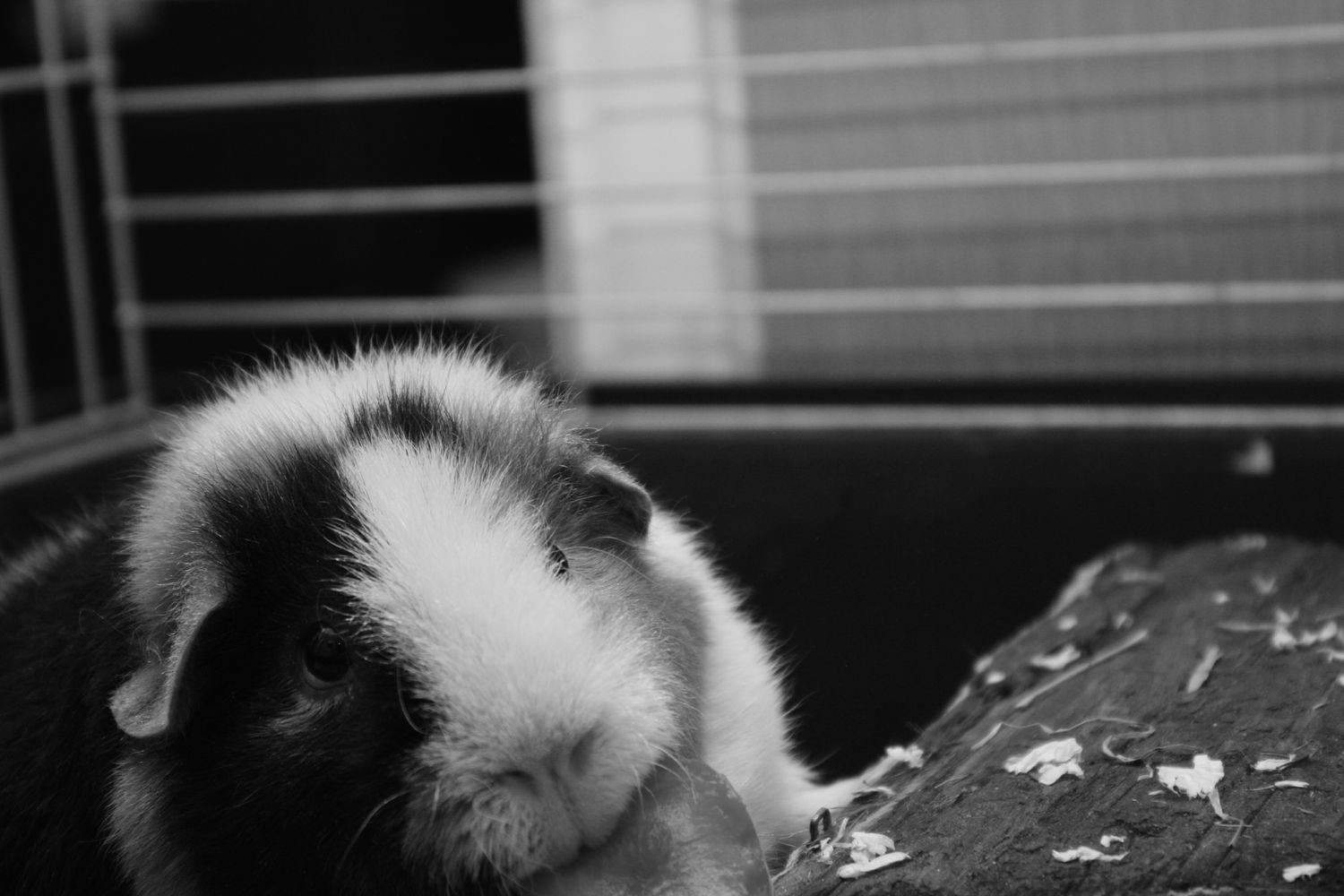 DieMeerlies's profile banner image