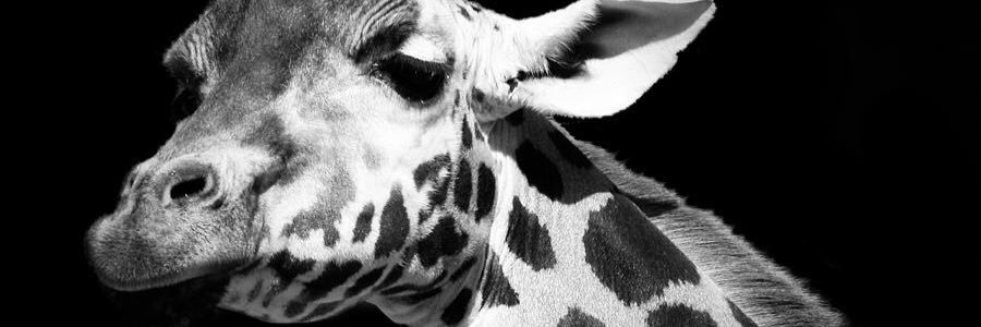 _Shazayla's profile banner image