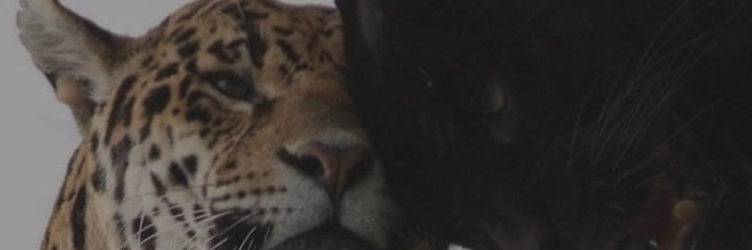 thvnderblck_'s profile banner image