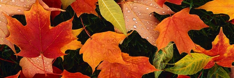 trish_mott's profile banner image