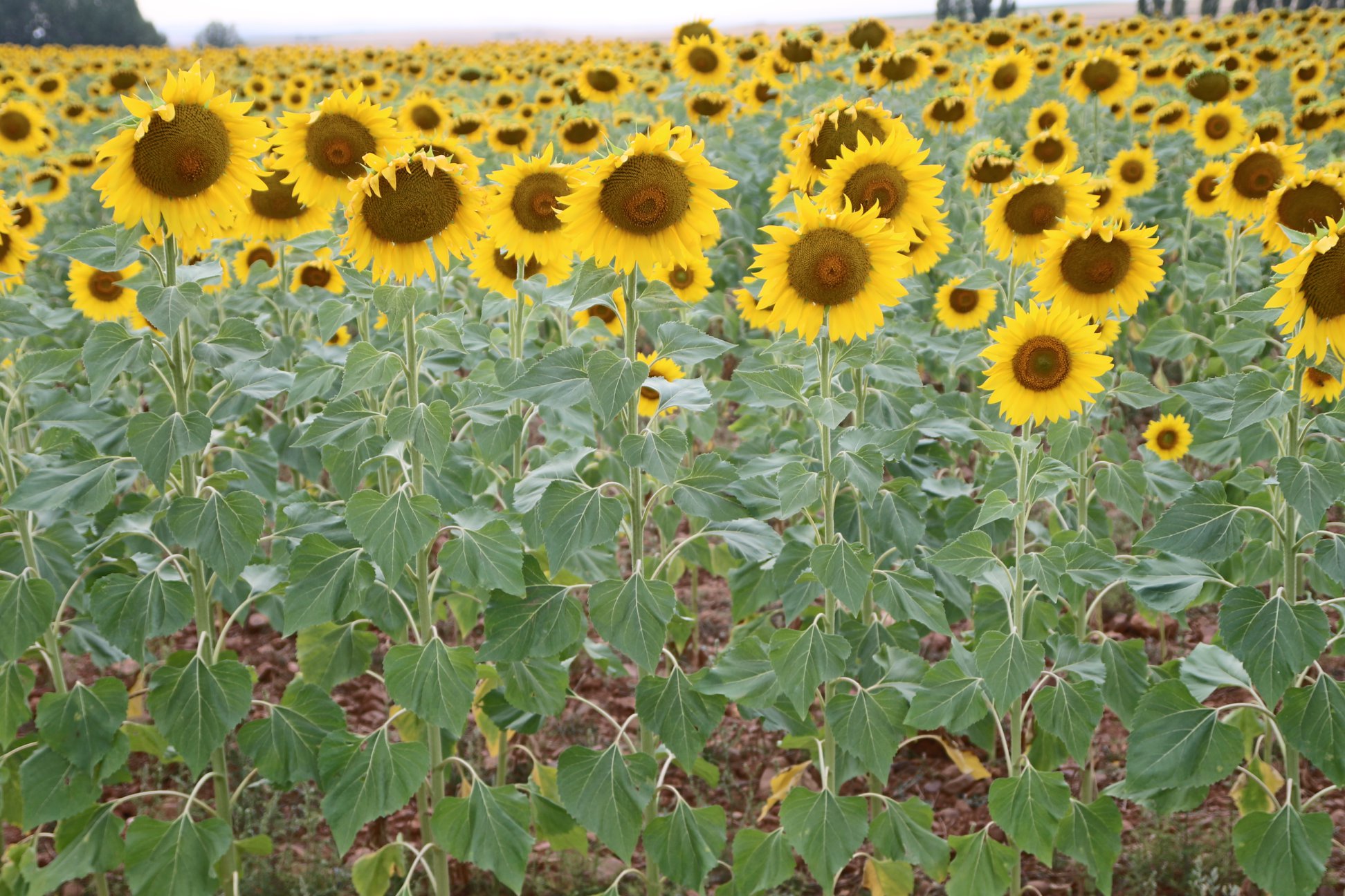 Sonia C. Alonso banner