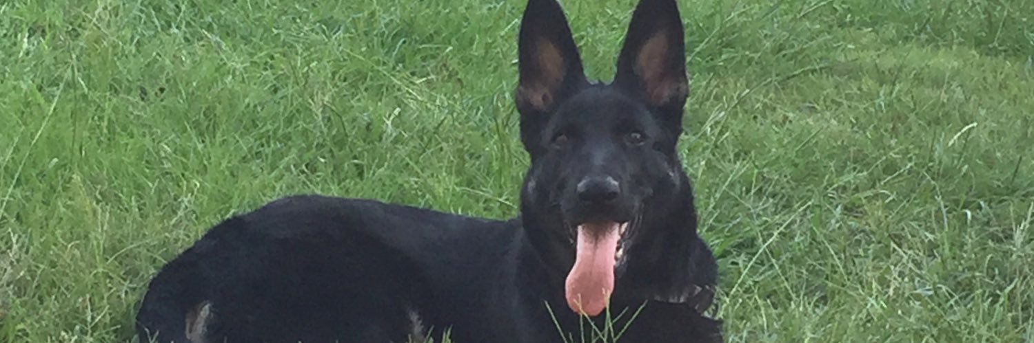 James Meadows banner