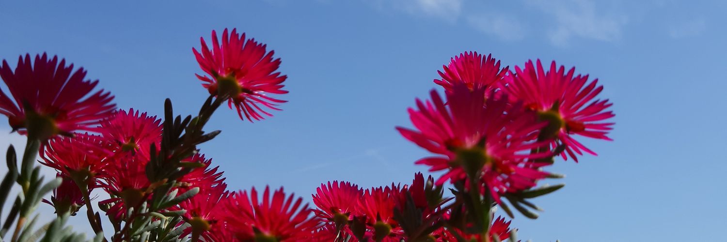 vzipvzoup's profile banner image