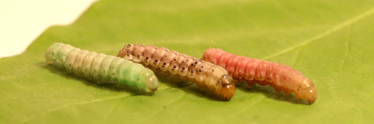 Taynara Possebom banner