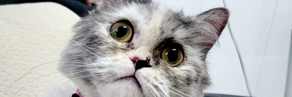 xenkiiii's profile banner image