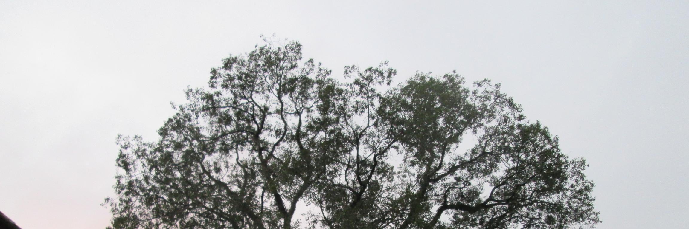 Fin Ross Russell banner