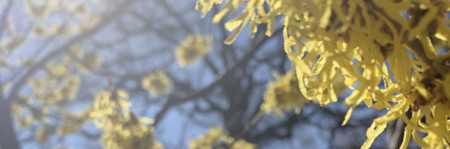 KatarinaGermani's profile banner image