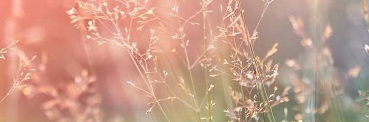 🍃🌸🍃 Dawn 🍃🌸🍃 banner
