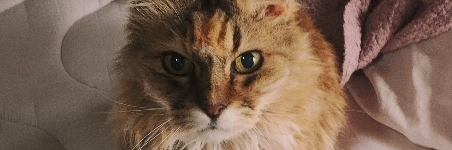 gotitadesofi's profile banner image