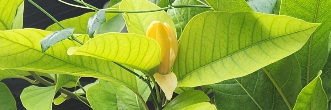 thiyam_dee's profile banner image