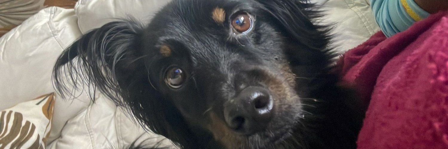 gabipiem's profile banner image