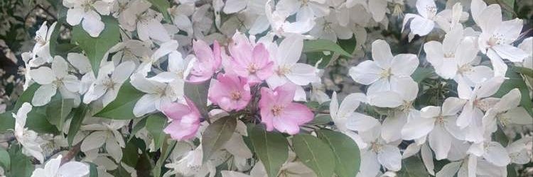 Holly4610C's profile banner image