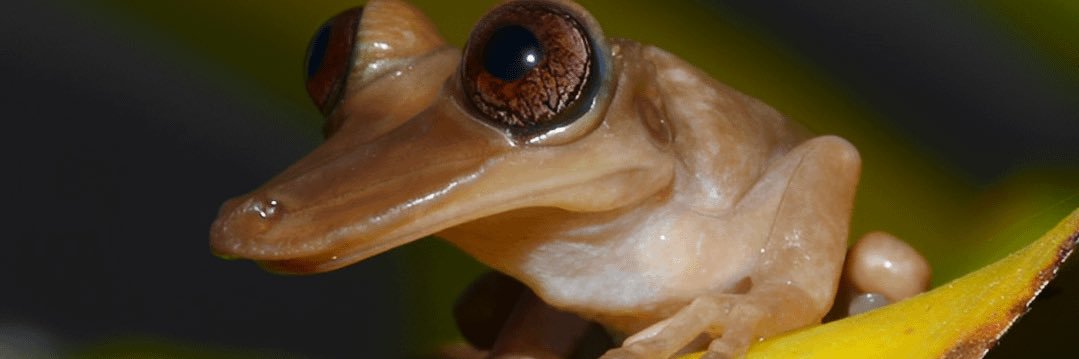 a_damn_fiddle's profile banner image