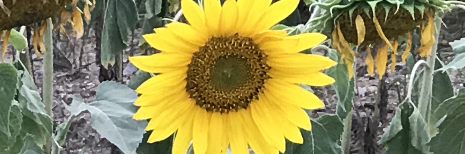 njazz02's profile banner image