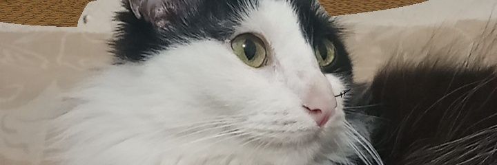 pedromaycu's profile banner image
