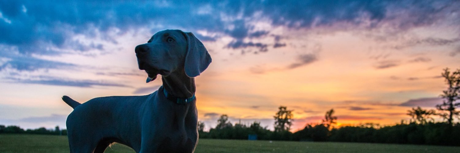 Sam Calder-Sprackman banner