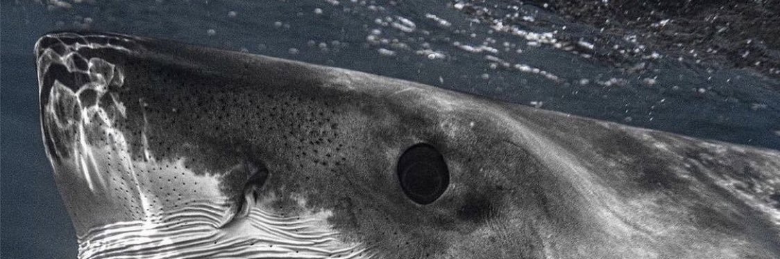 DIETERRAMBAL's profile banner image