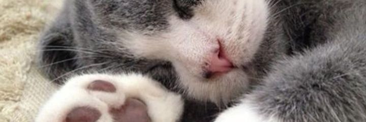 Indadaaw's profile banner image