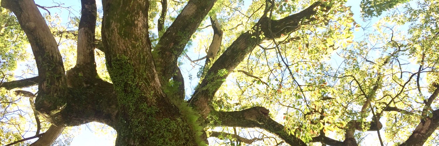 e_c_o_n's profile banner image