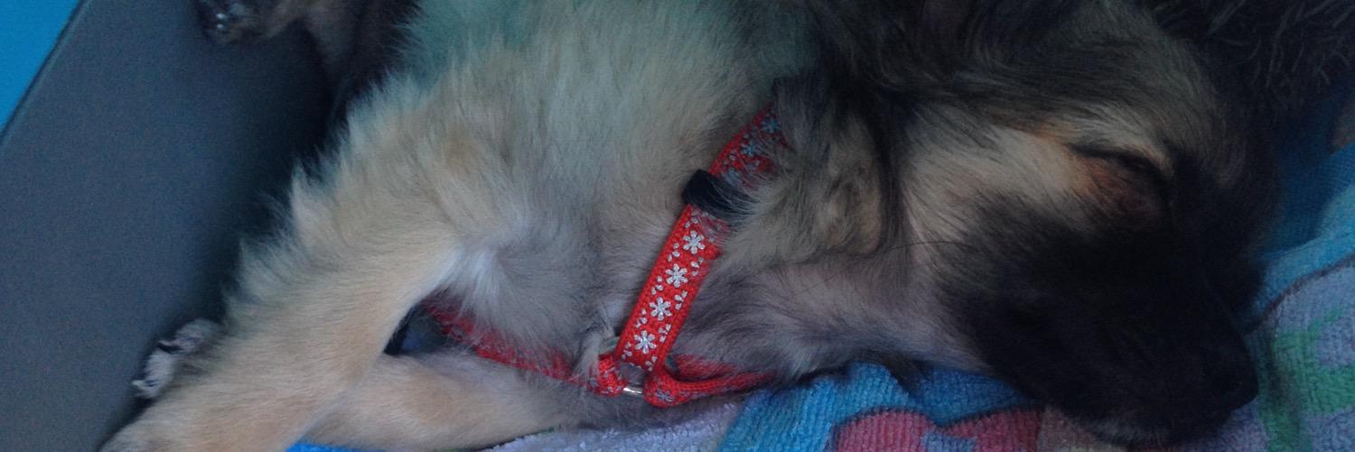 baby girl banner