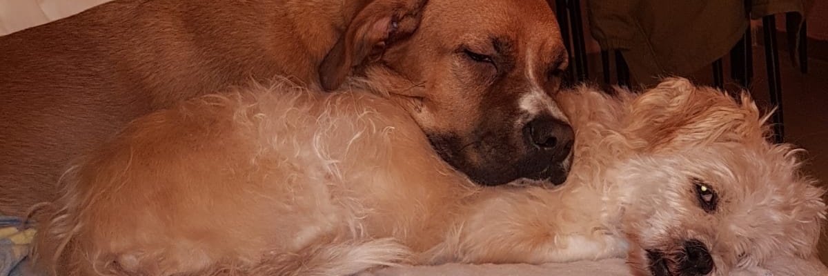 willy_mora's profile banner image
