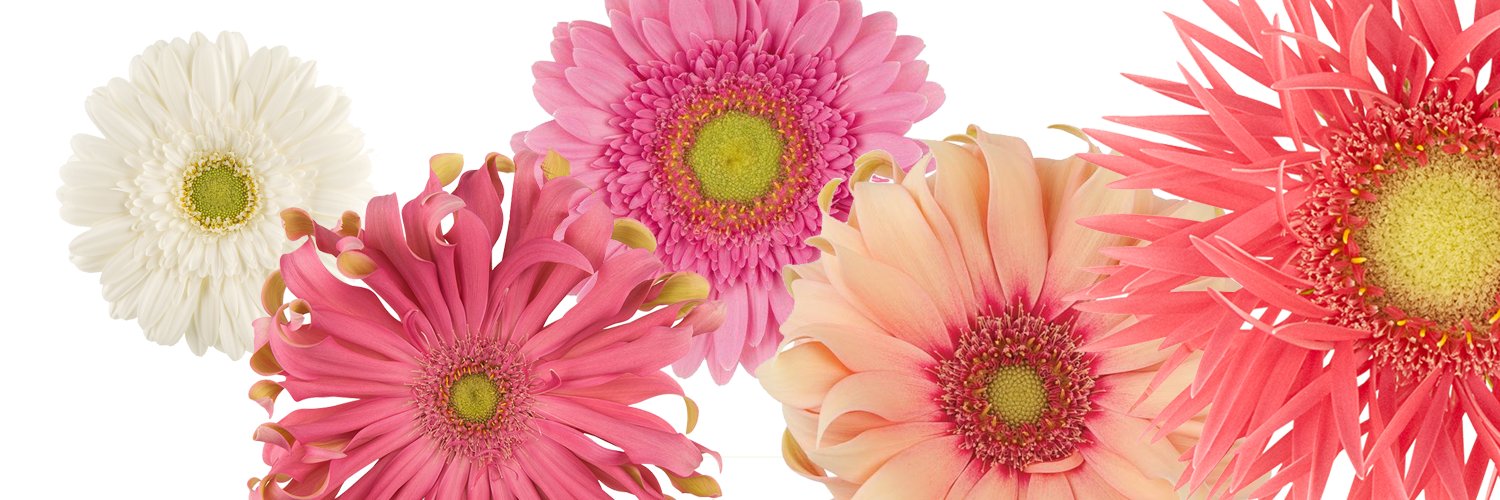 Gerbera United banner
