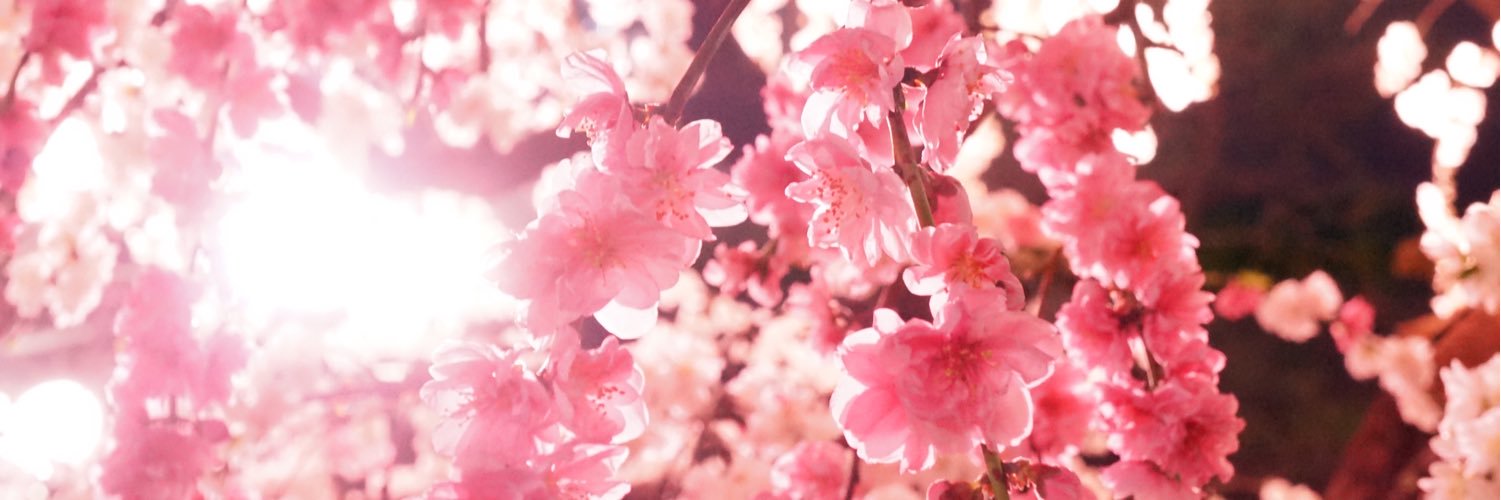 dora_elin's profile banner image