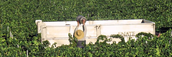 BodegaEnate Profile Banner