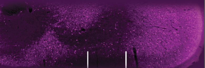 European Journal of Neuroscience's banner