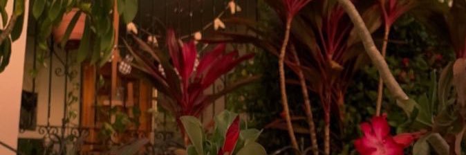 A🌺 banner