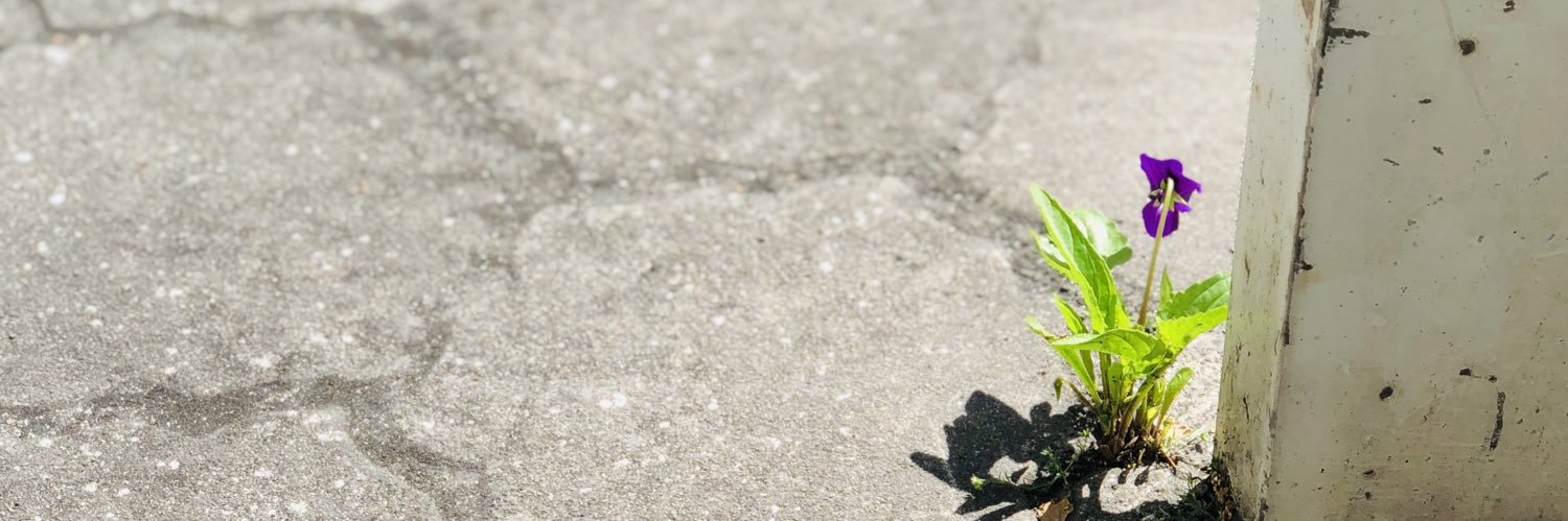 elephant_172's profile banner image