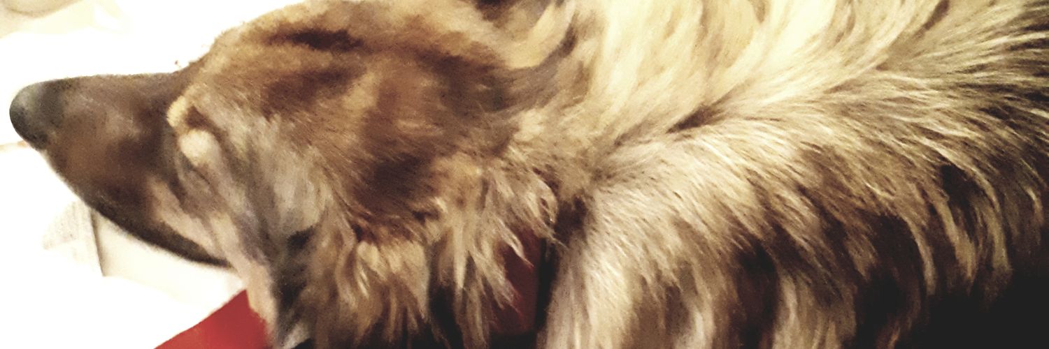 CBearzatto's profile banner image