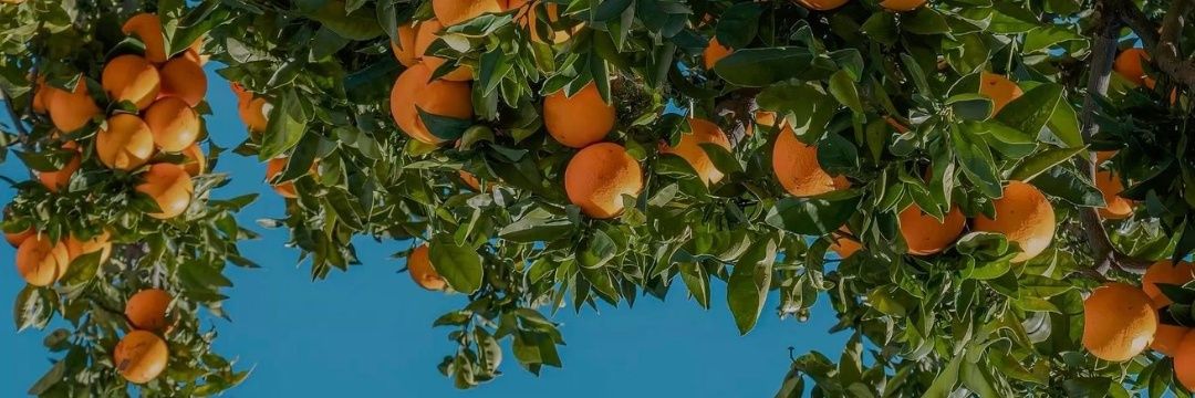 vivi 🍩🍊❀✴︎☽̶☾ banner