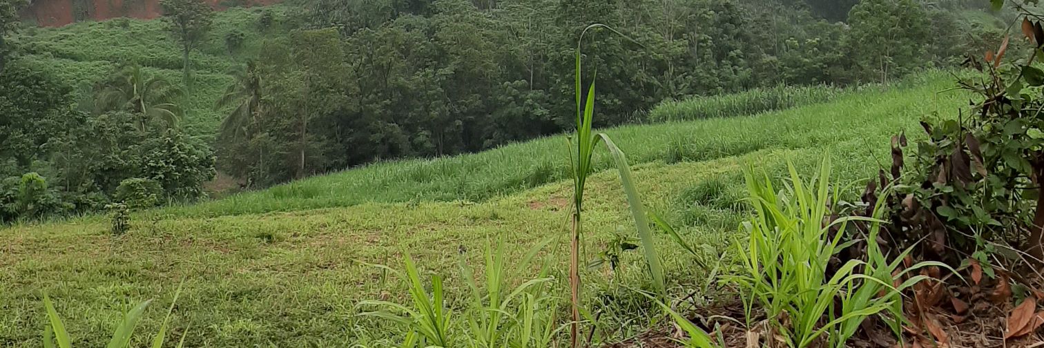 koboyjalan's profile banner image
