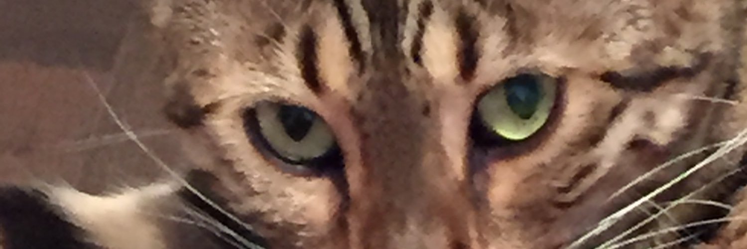 mayall2s's profile banner image