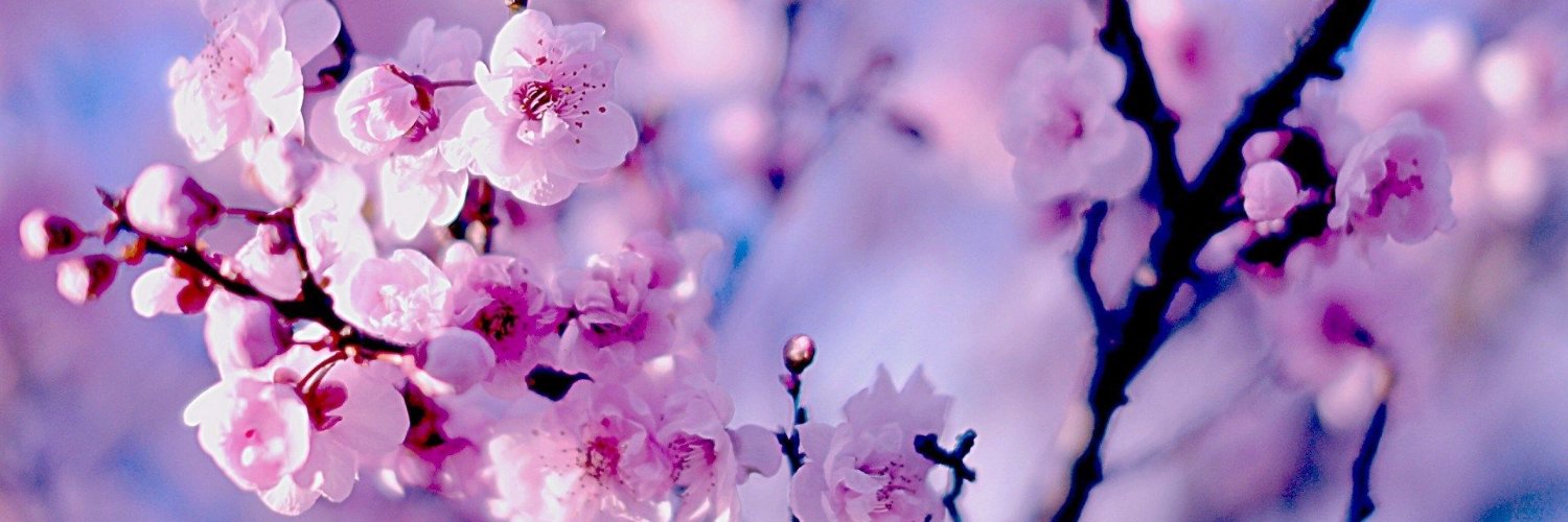 xSakuraMiko's profile banner image
