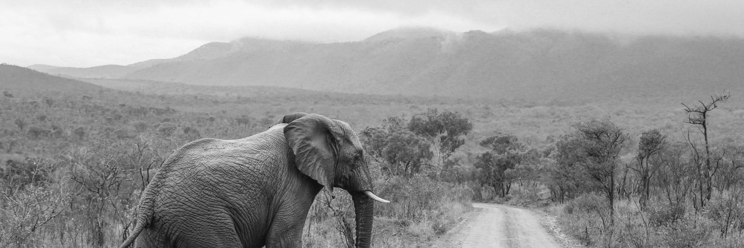 igotA_PICKLE's profile banner image