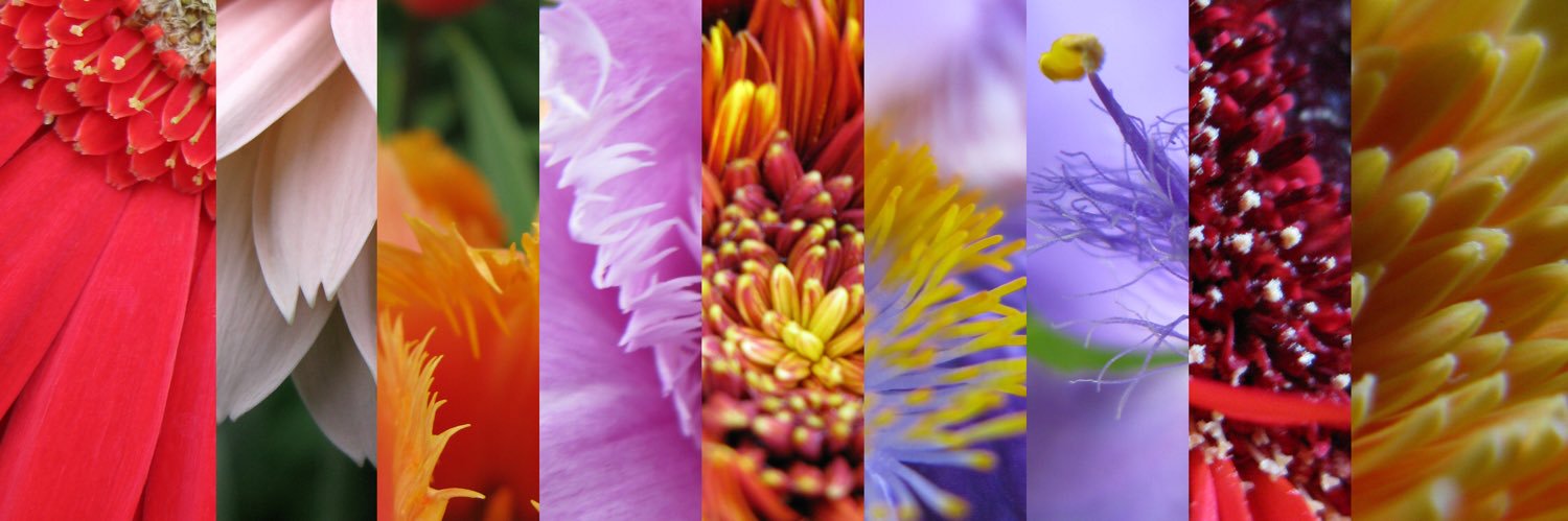donnarocco's profile banner image