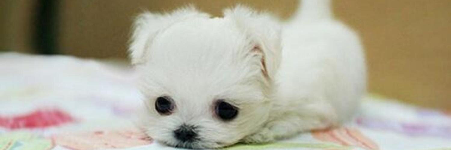 BabyAnimaIsPics's profile banner image