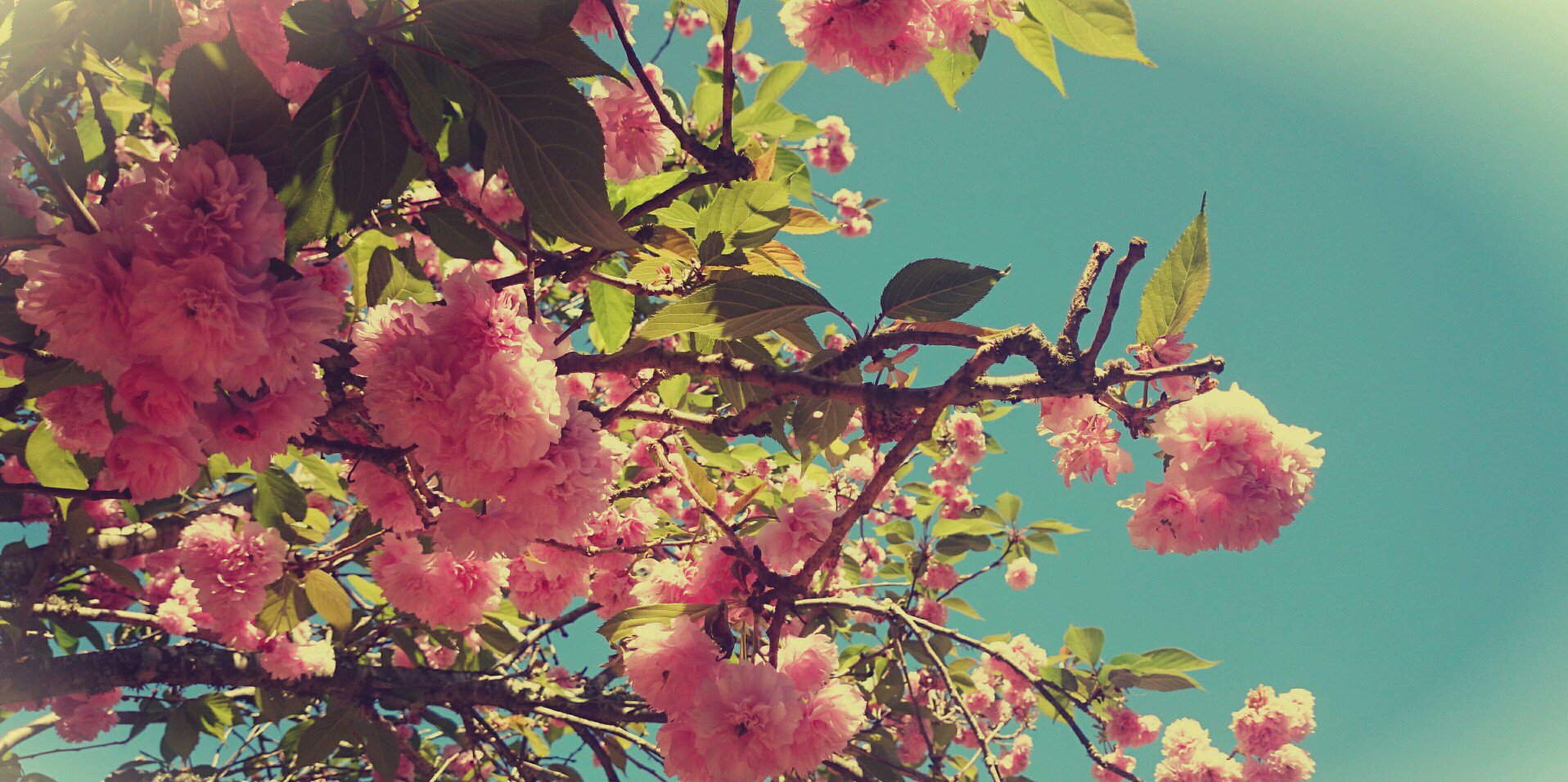 cari_kat's profile banner image