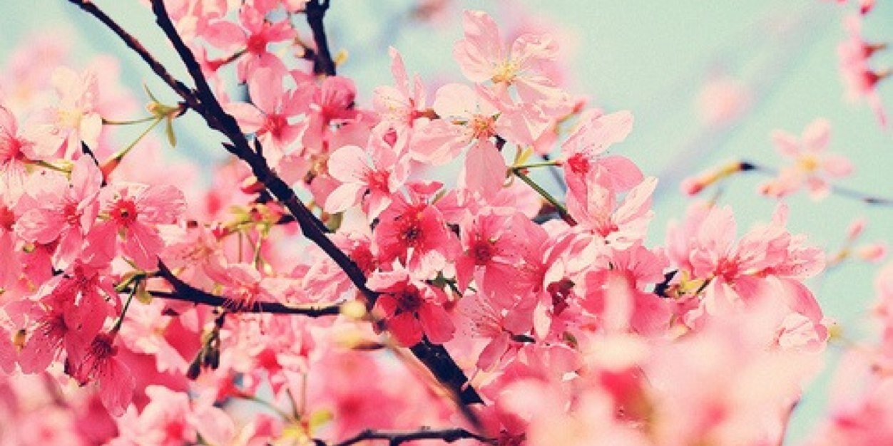 xfffffleur's profile banner image