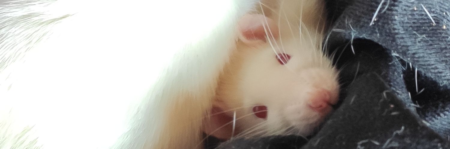 SilviaLittle's profile banner image